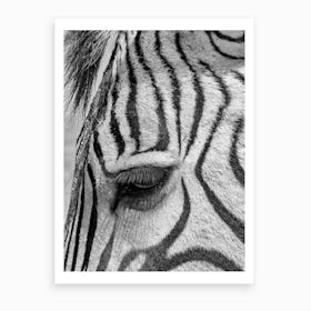 Zebra Eyelash Art Print