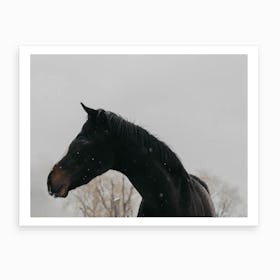 Horse And Snow Art Print