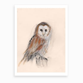 Barn Owl Art Print