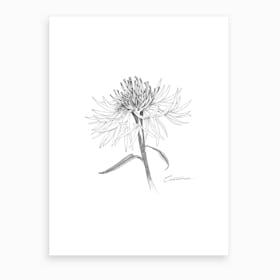 Centaurea Art Print