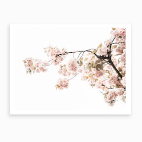 Spring Blossom IV Art Print