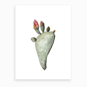 Botanical Illustration Cactus Flowers Art Print