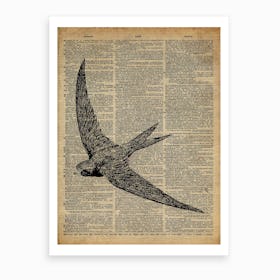 Swallow Bird Art Print