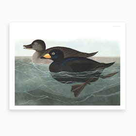 American Scoter Duck Art Print