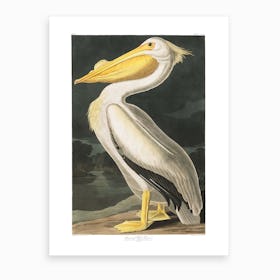 American White Pelican Hallway Art Print