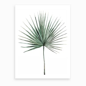 Botanical Illustration   Fan Palm Art Print