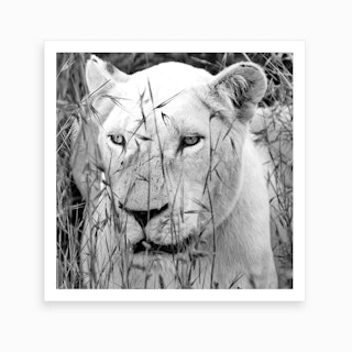 Lion Female Art Print