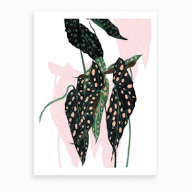 Begonia Maculata On White Art Print