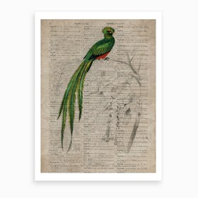 Pavinine Quetzal Dictionnaire Universel Dhistoire Naturelle  Art Print