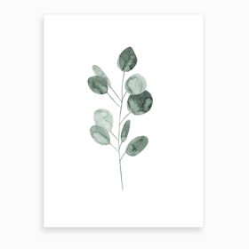 Botanical Illustration Eukalyptus2 Art Print