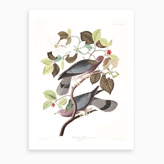Band Tailed Pigeon Art Print
