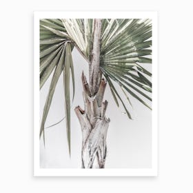 Palm Art Print