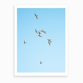 Mediterranean Swifts Art Print