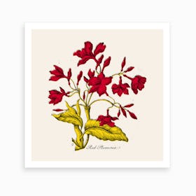 Red Plumeria Art Print