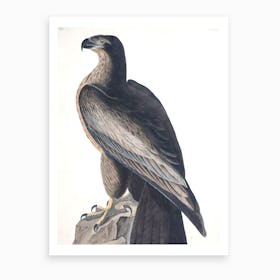 Bird Of Washington Art Print