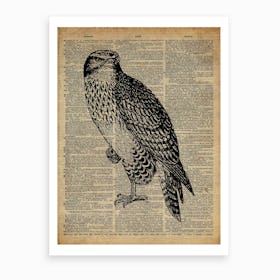 Hawk Bird Art Print