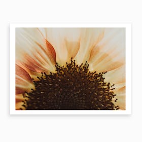 Sunflower Burst Art Print