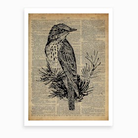 Thrush Bird Art Print