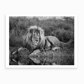 Lion At The River Art Print