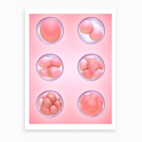 Human Egg Cells Development In Pink Art Print