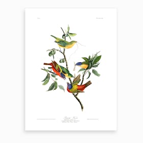 Painted Finch Art Print