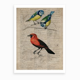 Great Tit And Scarlet Tanagerhumming Bird Dictionnaire Universel Dhistoire Naturelle  Art Print