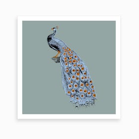 Blue Peacock Art Print