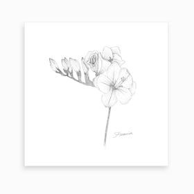 Freesia 2 Art Print