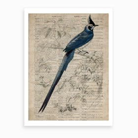 Magpie Jay Dictionnaire Universel Dhistoire Naturelle  Art Print