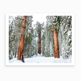 Giant Sequoia Forest Art Print