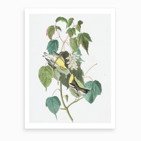 Hemlock Warbler Art Print