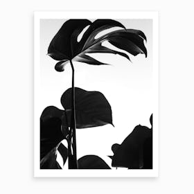 Black And White Monstera Photo Art Print