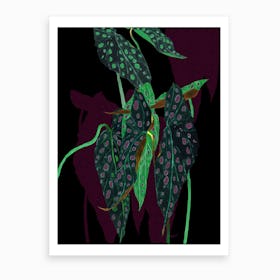 Begonia Maculata On Black Art Print