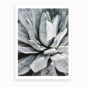 Cacti II Art Print