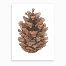 Pine Cone Study Art Print