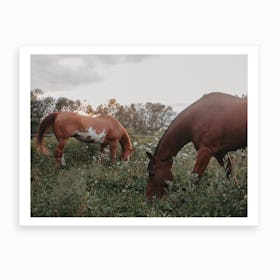 Horses At Sunset Art Print