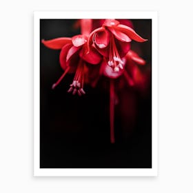 Red Plant I Art Print