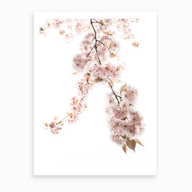 Spring Blossom III Art Print