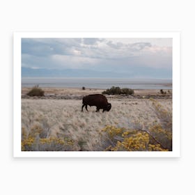 Bison In The Field Art Print