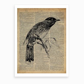 Starling Bird Art Print
