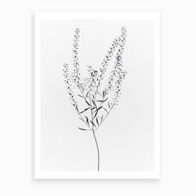Driead Plant I Art Print