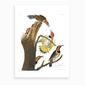 Gold Winged Woodpecker Art Print