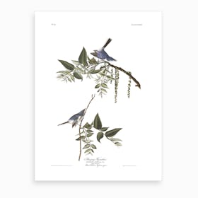 Bluegrey Flycatcher Art Print
