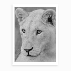 Young White Lion Art Print