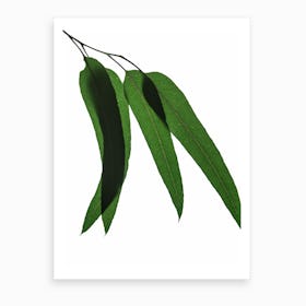 Green Leaf III Art Print
