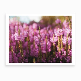 Purple Fields Art Print