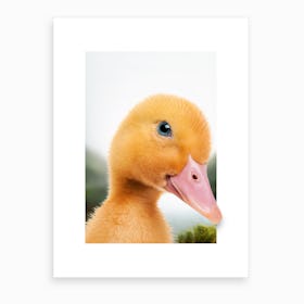 Duckling Art Print
