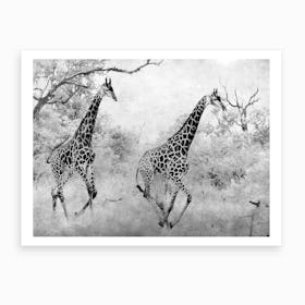 Giraffe Running Art Print