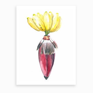 Botanical Illustration  Banana Art Print