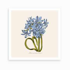 Blue Lily Art Print